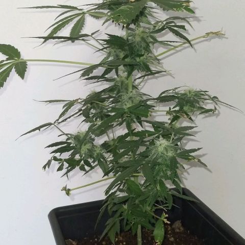 Moby-D growlog timeline photo