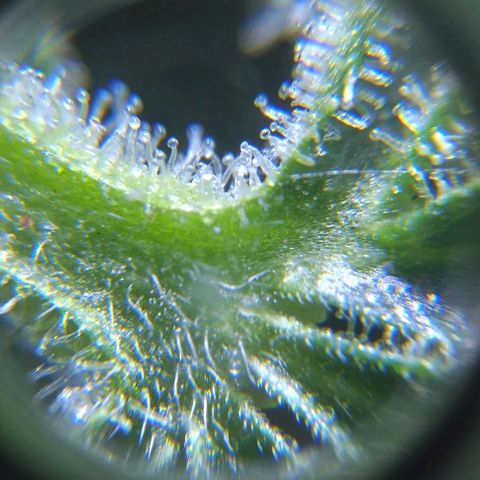 Jack Herer x Dosidos growlog timeline photo