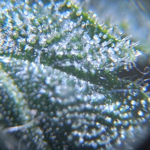 Moby-D growlog timeline photo