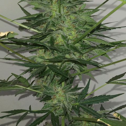 Jack Herer x Dosidos growlog timeline photo