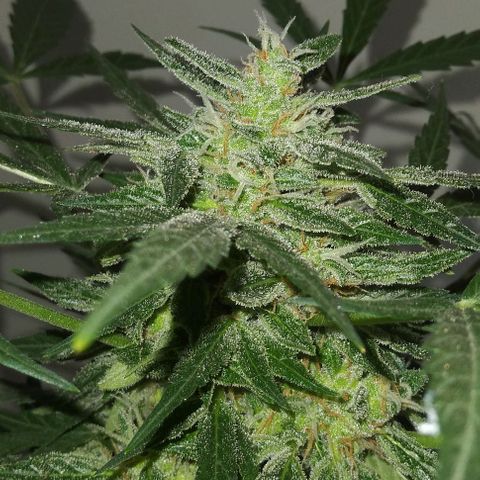 Jack Herer x Dosidos growlog timeline photo