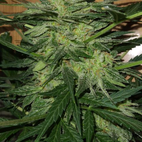 Jack Herer x Dosidos growlog timeline photo