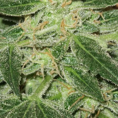 Jack Herer x Dosidos growlog timeline photo
