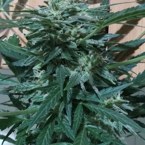 Jack Herer x Dosidos growlog timeline photo