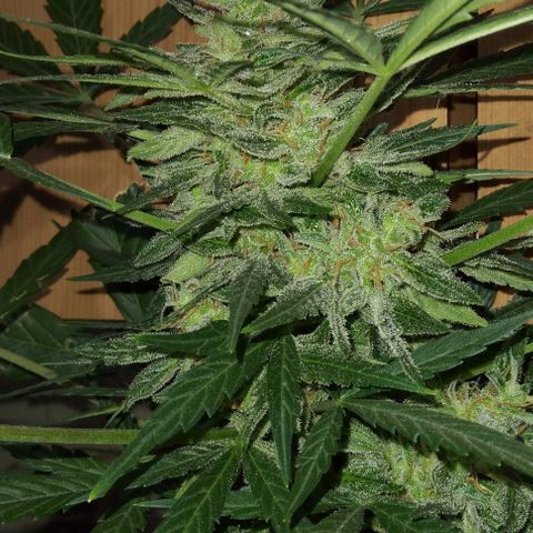 Jack Herer x Dosidos growlog timeline photo