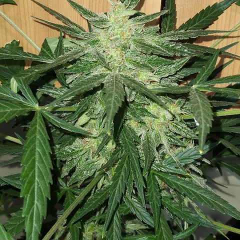 Jack Herer x Dosidos growlog timeline photo