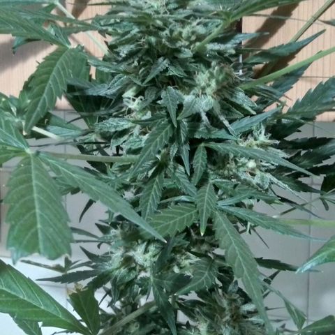 Jack Herer x Dosidos growlog timeline photo