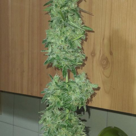 Moby-D growlog photo: COSECHA