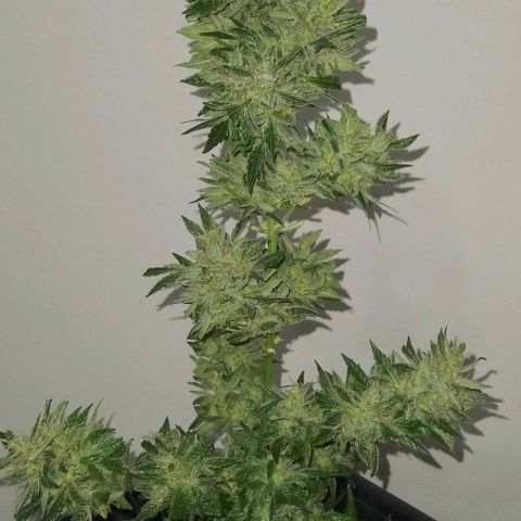 Jack Herer x Dosidos growlog photo: COSECHA