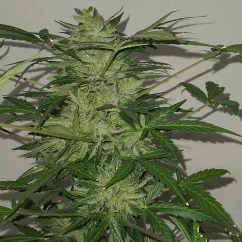 Jack Herer x Dosidos growlog photo: COSECHA