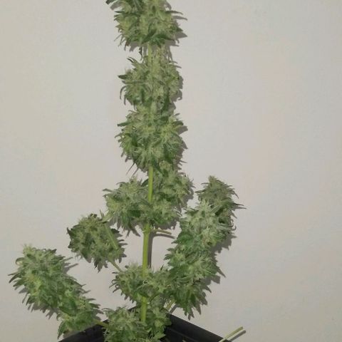 Moby-D growlog photo: COSECHA