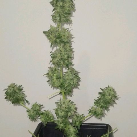 Moby-D growlog photo: COSECHA