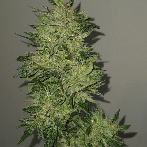 Jack Herer x Dosidos growlog photo: COSECHA