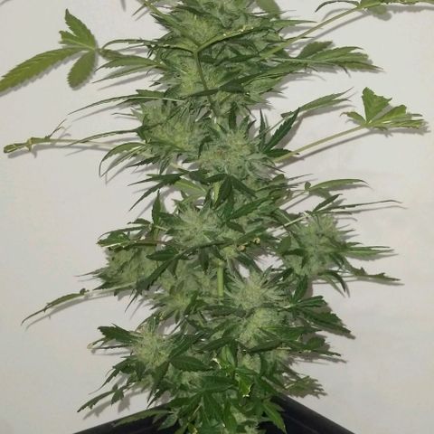 Jack Herer x Dosidos growlog photo: COSECHA