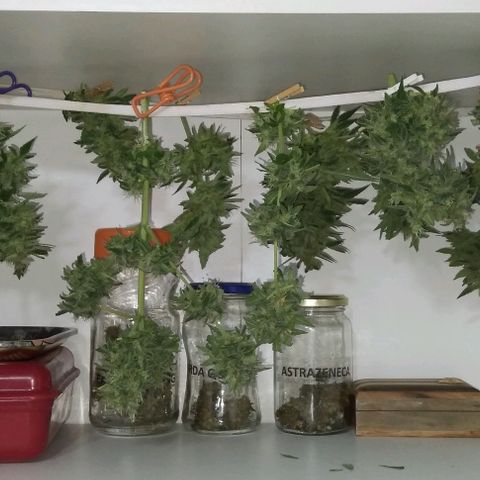 Jack Herer x Dosidos growlog photo: COSECHA