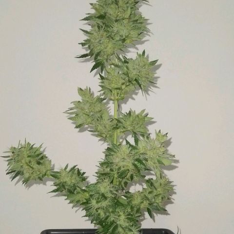 Jack Herer x Dosidos growlog photo: COSECHA