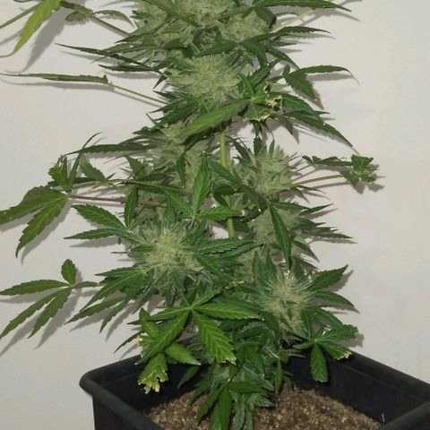Jack Herer x Dosidos growlog photo: COSECHA