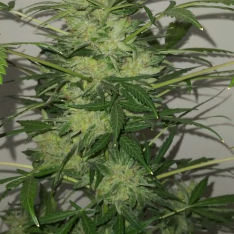 Jack Herer x Dosidos growlog photo: COSECHA