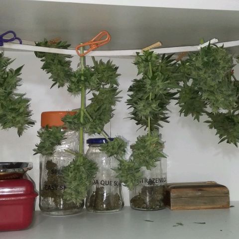 Moby-D growlog photo: COSECHA