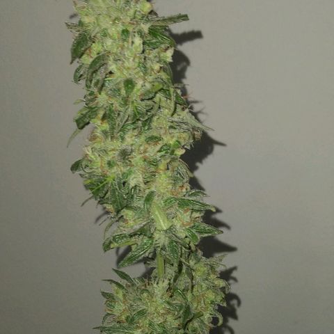Moby-D growlog photo: COSECHA