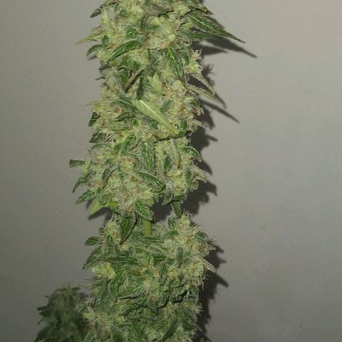 Moby-D growlog photo: COSECHA