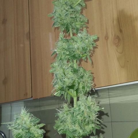 Moby-D growlog photo: COSECHA