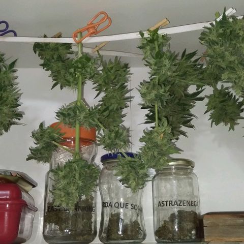 Moby-D growlog photo: COSECHA