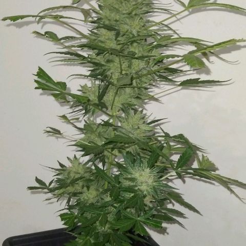 Jack Herer x Dosidos growlog photo: COSECHA