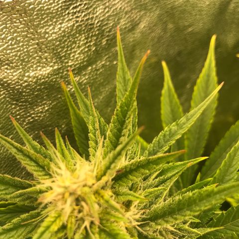 sepp growlog photo: желтизна начинает немного спадать, но на кончики некоторых листьев окрасились красно- оранжевым цветом. так же на одном большом листе, растущему от основного стебля, появилась коричневое пятно.

сегодня начал лить 2 литра воды в день. удобрения: 
grow-micro-bloom (flowering)
big bud 2ml/L
bud ignitor 2ml/L
