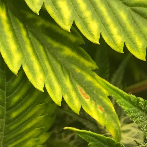 sepp growlog photo: желтизна начинает немного спадать, но на кончики некоторых листьев окрасились красно- оранжевым цветом. так же на одном большом листе, растущему от основного стебля, появилась коричневое пятно.

сегодня начал лить 2 литра воды в день. удобрения: 
grow-micro-bloom (flowering)
big bud 2ml/L
bud ignitor 2ml/L