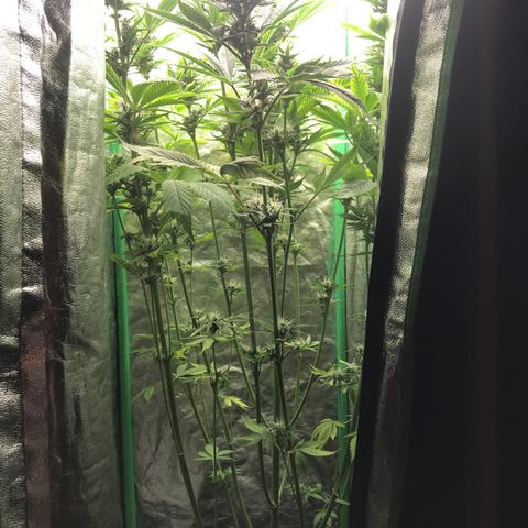 sepp growlog timeline photo