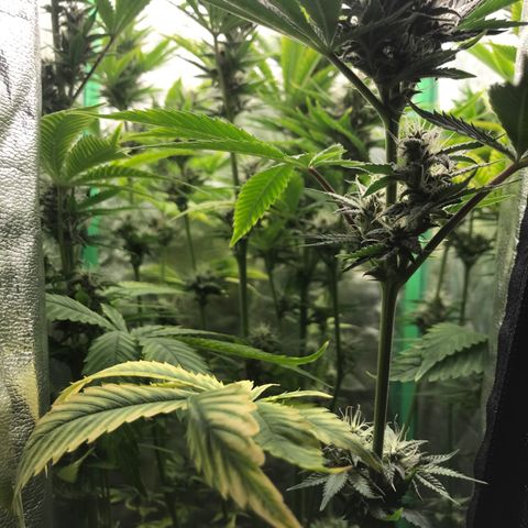 sepp growlog photo: сегодня полил только водой без удобрений