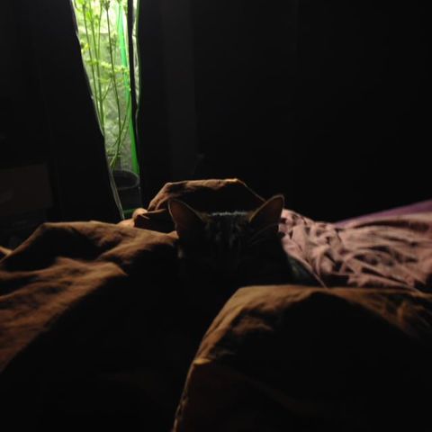 sepp growlog timeline photo