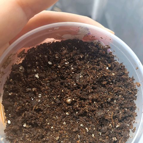 Tangie growlog timeline photo
