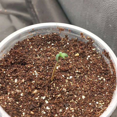 Lemon Kush growlog timeline photo