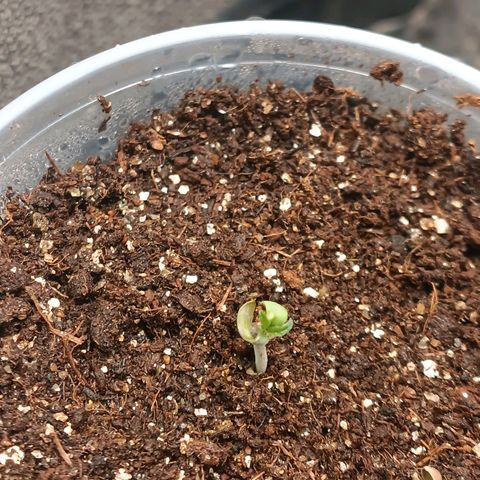Tangie growlog timeline photo