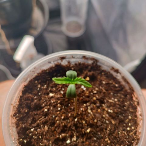 Lemon Kush growlog timeline photo