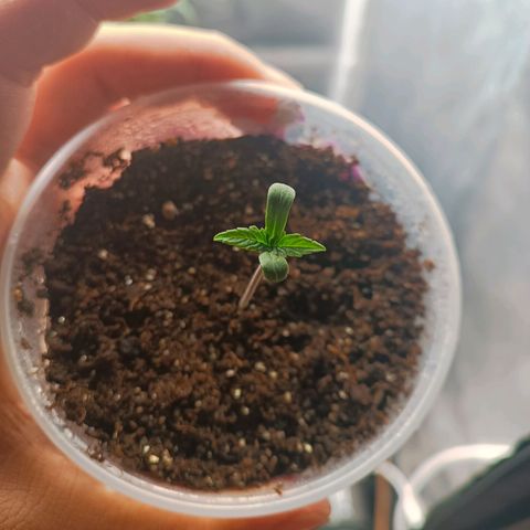 Tangie growlog timeline photo