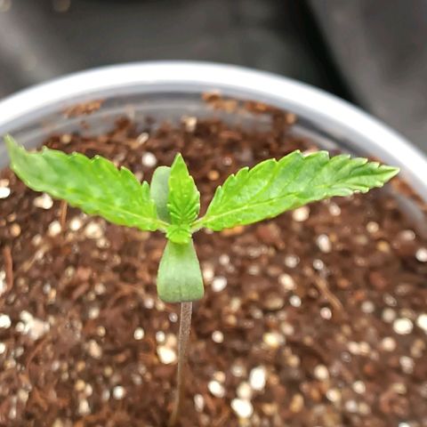 Lemon Kush growlog timeline photo