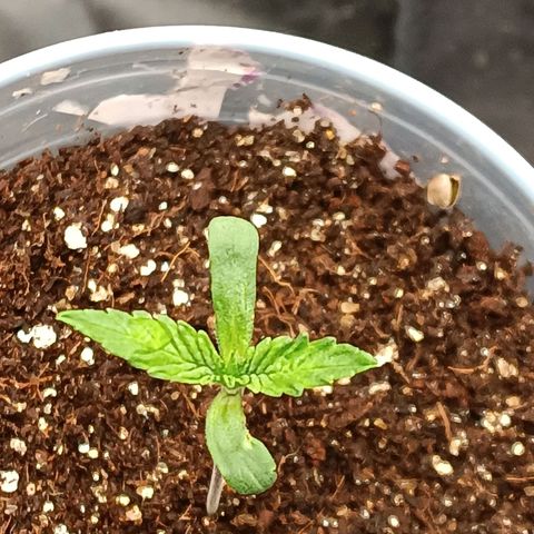 Tangie growlog timeline photo