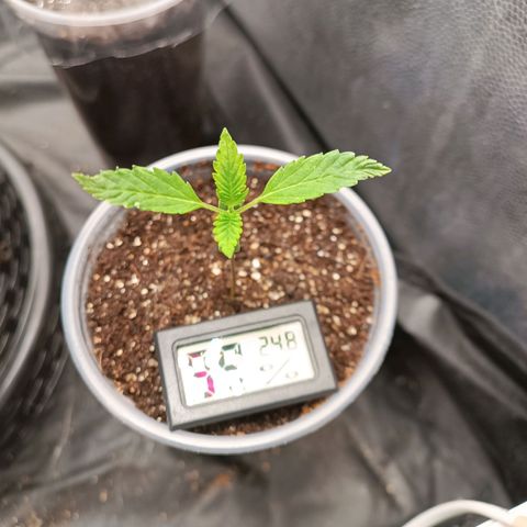 Lemon Kush growlog timeline photo