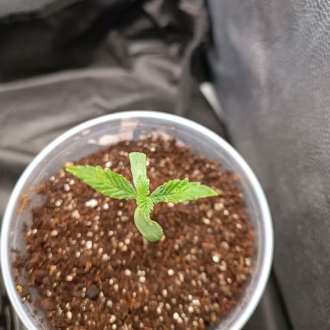 Tangie growlog timeline photo