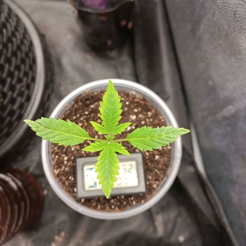 Lemon Kush growlog timeline photo