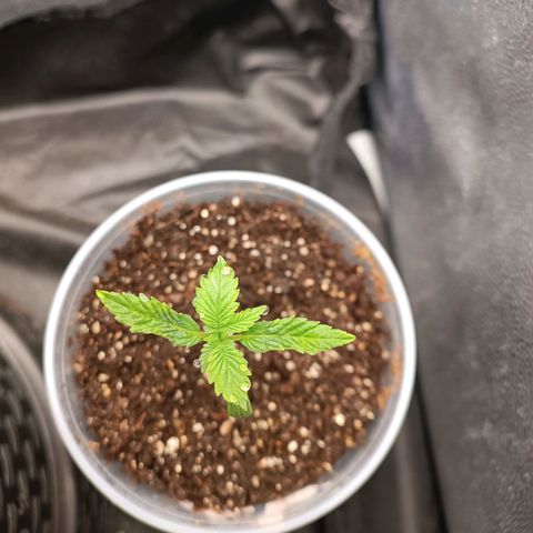 Tangie growlog timeline photo