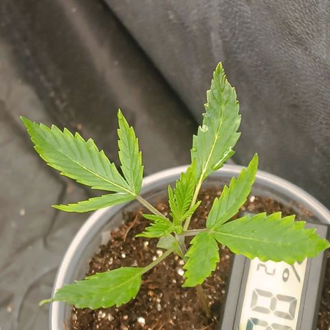 Lemon Kush growlog timeline photo
