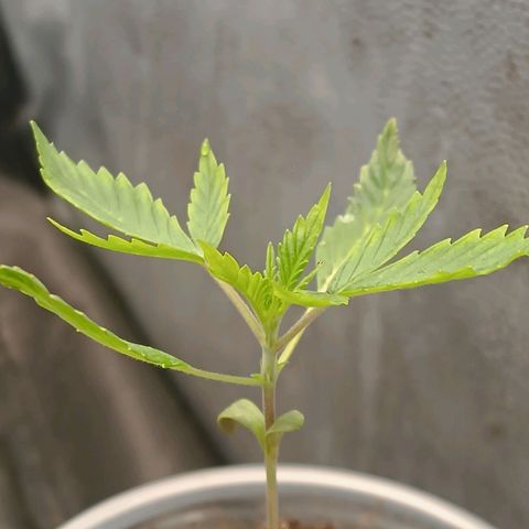 Lemon Kush growlog timeline photo