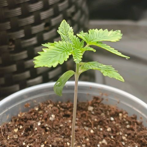 Tangie growlog timeline photo