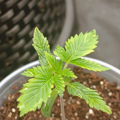 Tangie growlog timeline photo