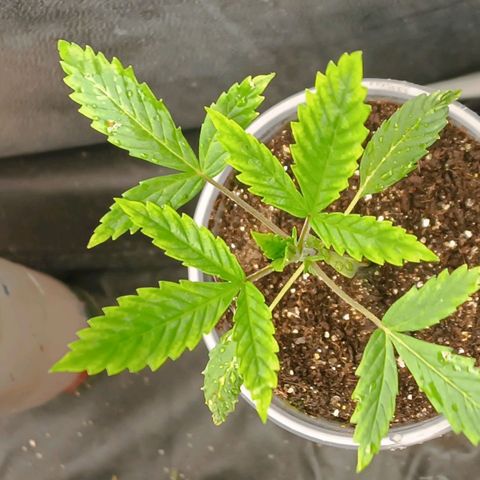 Lemon Kush growlog timeline photo