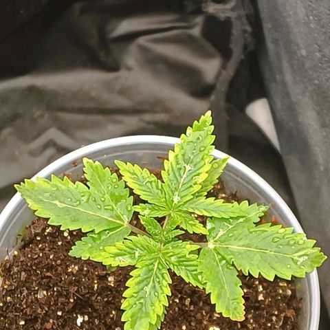 Tangie growlog timeline photo